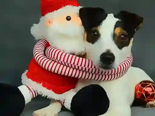 Lojë Funny Christmas Dogs në internet