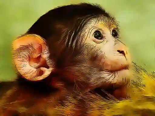 Lojë Funny Baby Monkey në internet
