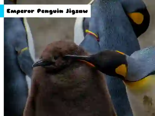 Lojë Emperor Penguin Jigsaw në internet
