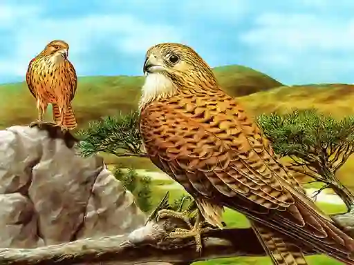Lojë Birds of Prey Slide në internet