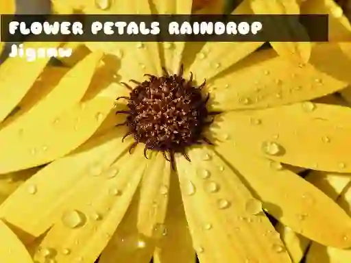 Lojë Flower Petals Raindrop Jigsaw në internet