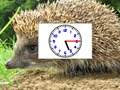 Lojë Mister Pics Clocks  në internet