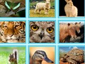 Lojë P.sh. kuiz pic në internet