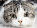 Lojë Cats Puzzle Koha  në internet
