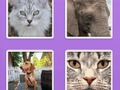 Lojë Kafshët Slider Picture  në internet