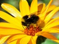Lojë Foto Quiz  në internet