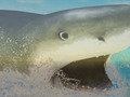 Lojë La Shark në internet