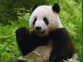 Lojë Puzzle Pandas  në internet