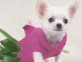 Lojë Puzzle Cute Puppies  në internet