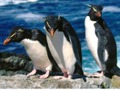 Lojë Rrëshqitje Penguins  në internet