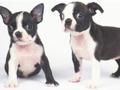 Lojë Slide Puppy Bukur  në internet
