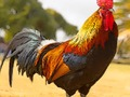 Lojë Puzzle Zogj vendas  në internet