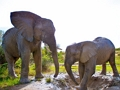 Lojë Puzzle Elephants  në internet