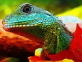 Lojë Jigsaw Dragon Kineze e Ujit  në internet