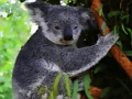 Lojë Foshnja e lezetshme ariu koala  në internet