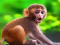 Lojë Monkey Qesharake e Foshnjës  në internet