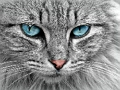 Lojë Bashkim pjesësh figure Cat Eye  në internet