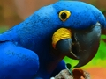 Lojë Mister i Zogut Parrot  në internet