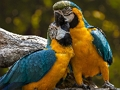 Lojë Bashkim pjesësh figure Parrot  në internet