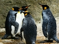 Lojë Bashkim pjesësh figure Mbreti Penguin  në internet