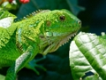 Lojë Iguana e egër  në internet
