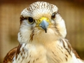 Lojë Jigsaw Gyrfalcon  në internet