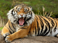Lojë Kafshët Tiger Jigsaw Puzzle  në internet