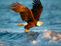 Lojë Kafshët Jigsaw Puzzle Eagle  në internet