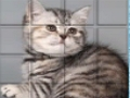 Lojë Cat PicPu  në internet