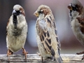 Lojë Bashkim pjesësh figure Familja Sparrow  në internet