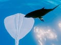 Lojë Surfing Stingrays në internet