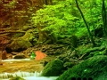 Lojë Arratisje paqësore Rainbow Forest  në internet