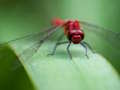 Lojë Jigsaw Fly Dragon në internet