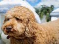 Lojë Puzzle Labradoodle  në internet