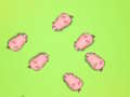 Lojë Ruani Piggies në internet