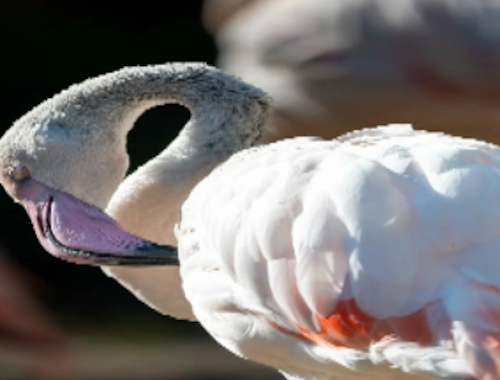 Lojë Bashkim pjesësh figure Flamingo Bird  në internet