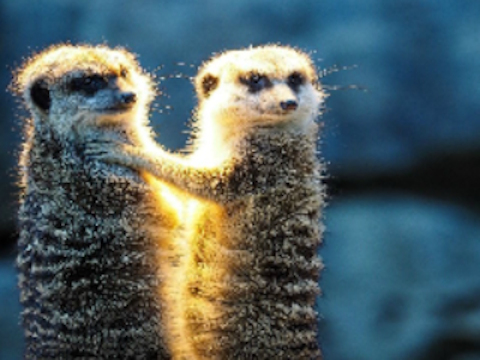 Lojë Bashkim me çift meerkat  në internet