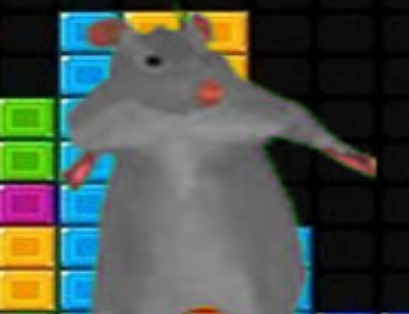 Lojë Ratomilton blloqe në rënie  në internet