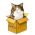 Gjej cat online